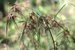 Themeda triandra